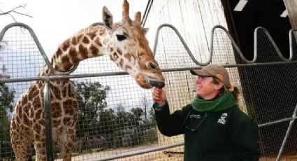 Murió Mutangi, la jirafa más longeva del mundo