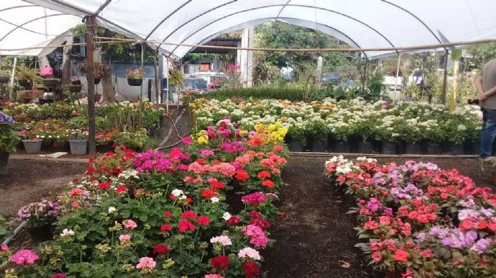 Tips para que tus plantas sobrevivan al calor extremo | VIDEO