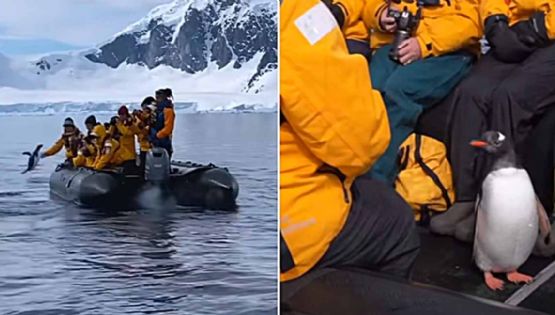 VIDEO VIRAL: Pingüino huye de orcas y salta a lancha de turistas para evitar ser comido