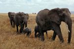 Elefantes africanos en peligro de extinción por caza furtiva