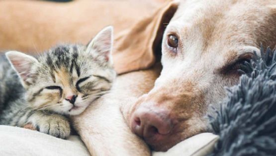 Variante británica del coronavirus infecta a mascotas en Texas