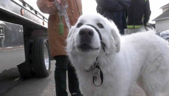 [VIDEO] Perrito Clover detiene el tráfico para salvar a su dueña