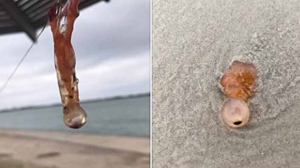 Un extraña criatura fue hallada en una playa de Mustang, Texas