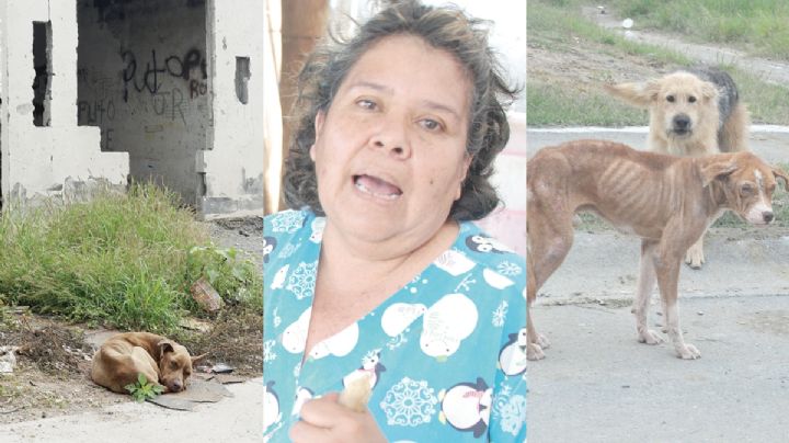 Seamos buenos amigos de los perros