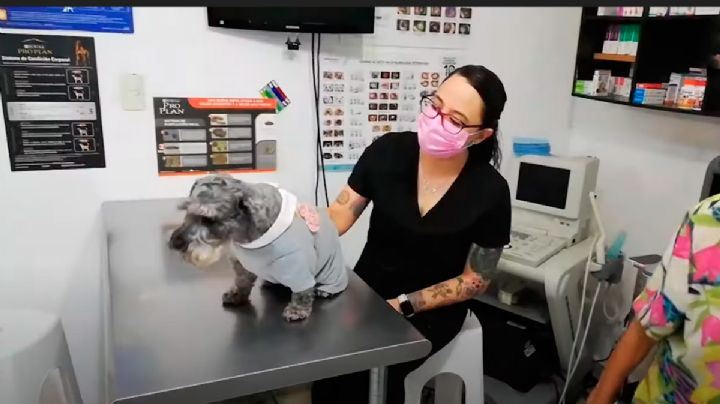 'Dora' la única perrita de Tamaulipas que sobrevive con marcapasos humano