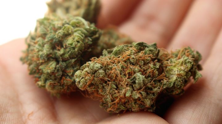 420: ¿Por qué se celebra hoy el Día Mundial de la Marihuana?