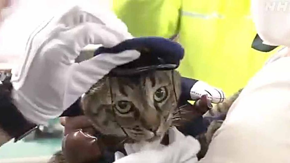 El gato 'Koko' fue homenajeado en el Departamento de Policía por su valentía