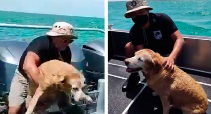 Bomberos rescatan a 'Wera', una perrita que era arrastrada por el mar en Yucatán (VIDEO)