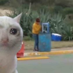 VIDEO: Llegan a playa Miramar con 'cheve' y los hacen tirarla