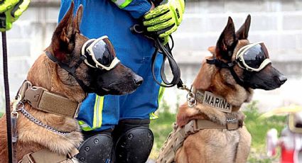 Ecko y Evil, los PERROS RESCATISTAS que salvaron VIDAS en el accidente de la Línea 12