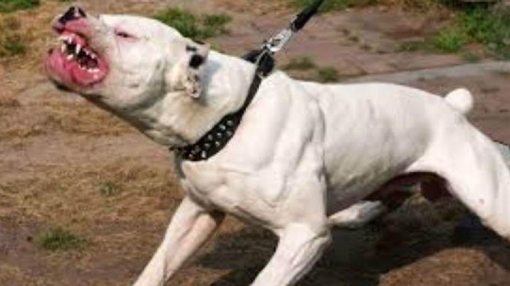Pitbull ataca y mata a niña de 6 años; la mordió en el cuello