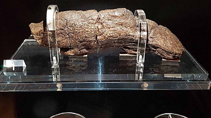 Descubren la 'popó' más grande de la historia