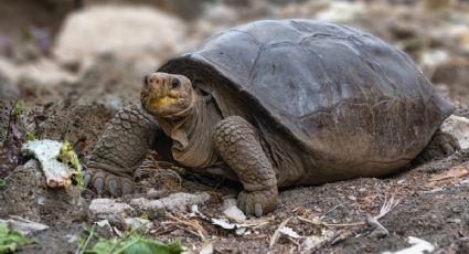 Encuentran tortuga gigante que se creía extinta hace más de 100 años