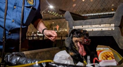 FOTOS: Caza de ratas con perros causa polémica en Nueva York