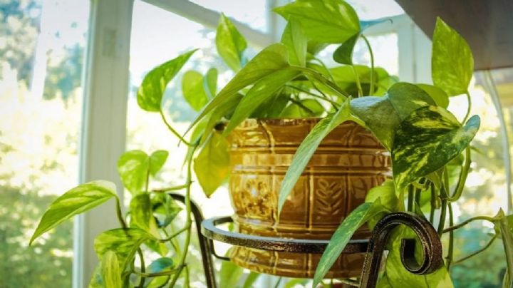 ¿Se te mueren las plantas? Estas son las más resistentes para principiantes