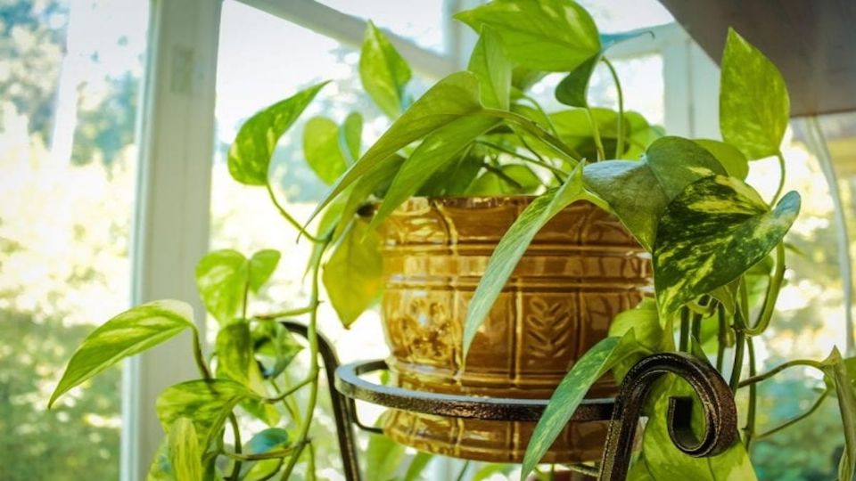 Estas son las mejores plantas para principiantes