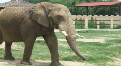 Zoológico “La Pastora”, animales enfermos y muy descuidados