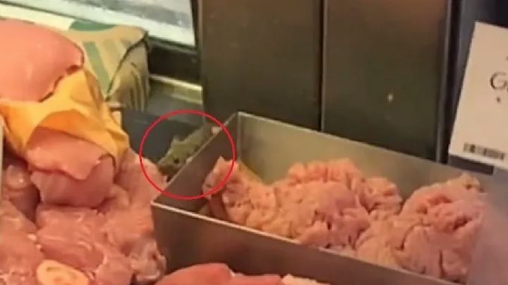 VIDEO: Ratón es captado comiendo corte fino de carne en vitrina
