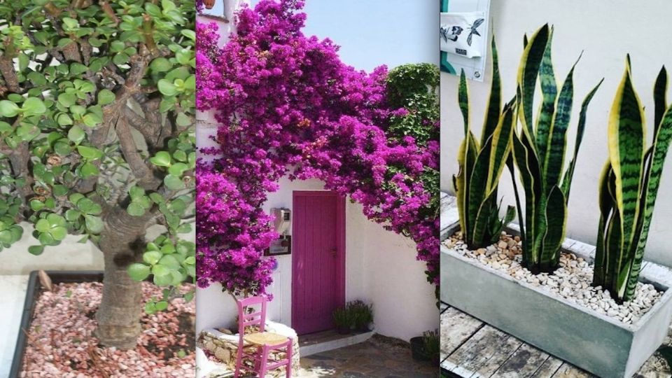 El árbol de la abundancia, la bugambilia y la conocida como lengua de suegra son algunas de las plantas más resistentes.