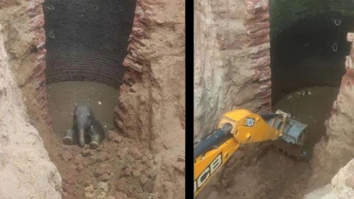 VIDEO: Bebé elefante fue rescatado de un pozo de 9 metros