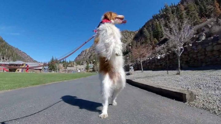 VIDEO: Conoce al perrito DEXTER que perdió una patita y aprendió a caminar como HUMANO