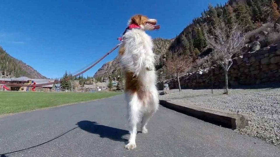 El perrito camina como una persona