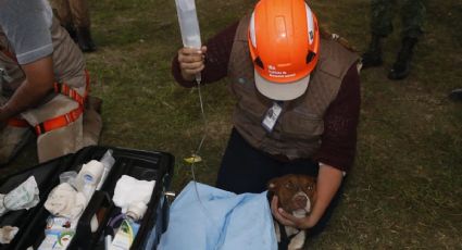 RESCATAN a perritos que cayeron a socavón en Puebla