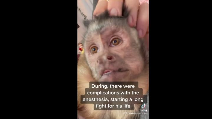 Murió George, el mono famoso por sus videos en Tik Tok y stickers de WhatsApp