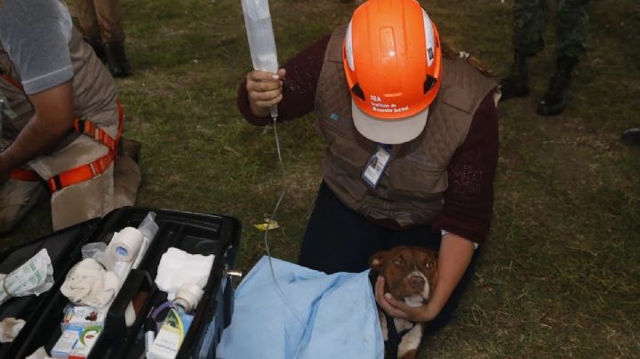 RESCATAN a perritos que cayeron a socavón en Puebla