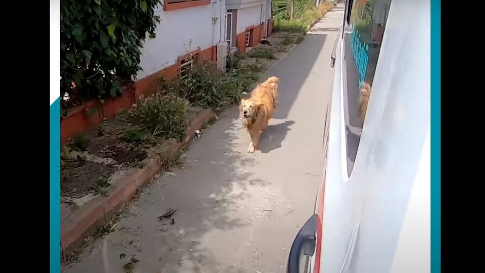 Este perrito corrió hasta asegurarse de que su dueña estuviera a salvo.