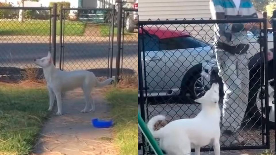 La mascota, a pesar de sus discapacidades, reconoce a su humano y se emociona cuando éste llega.