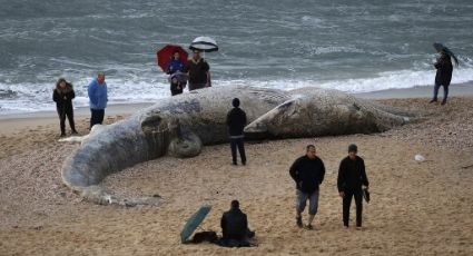 ¡Impresionante! Es el cadáver del segundo animal más grande del mundo: VIDEO