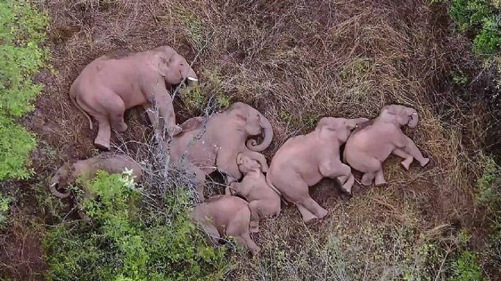 El éxodo de elefantes sigue asombrando a científicos