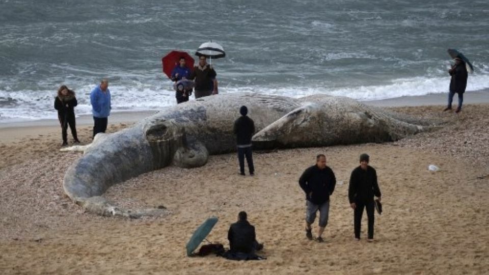 El animal habría muerto en el mar, arrastrado por las mareas hasta la playa.