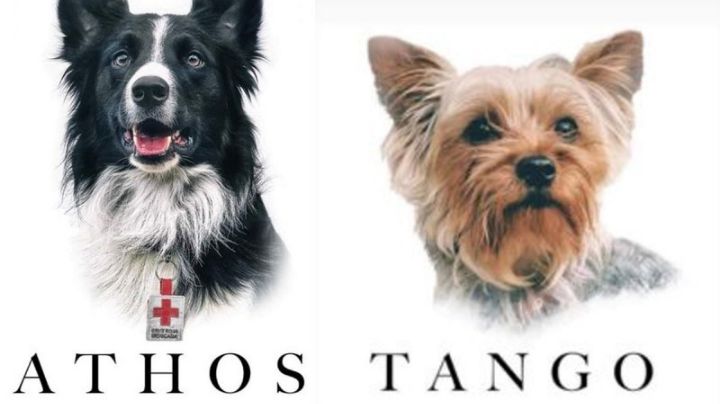 ¡INDIGNANTE! Envenenan a perros rescatistas, Athos y Tango apoyaron en labores del sismo en la CDMX