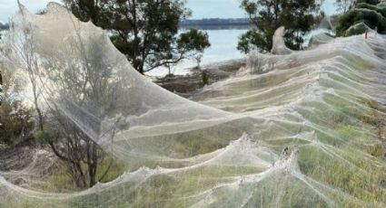 Telarañas gigantes aparecen en Australia tras inundaciones