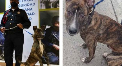 Perrito abandonado fue rescatado y adoptado por policía mexicano