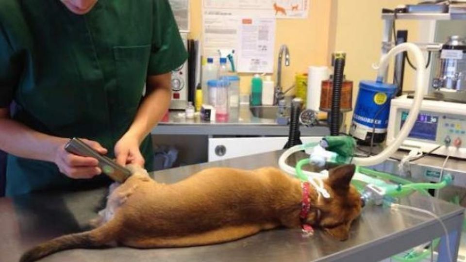 La contemplación de este puesto como médico veterinario zootecnista  traerá mejoras en la justicia animal