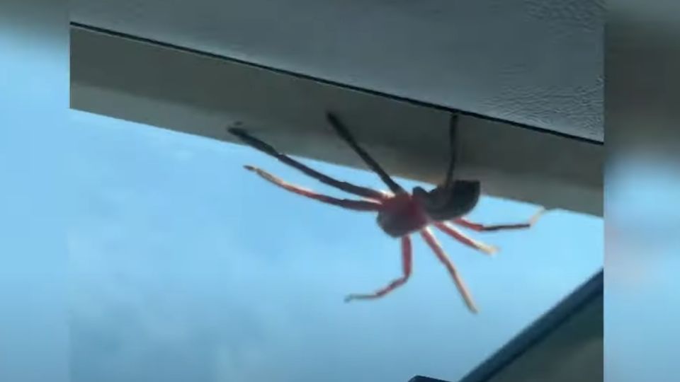 Enorme araña se coló en un avión.