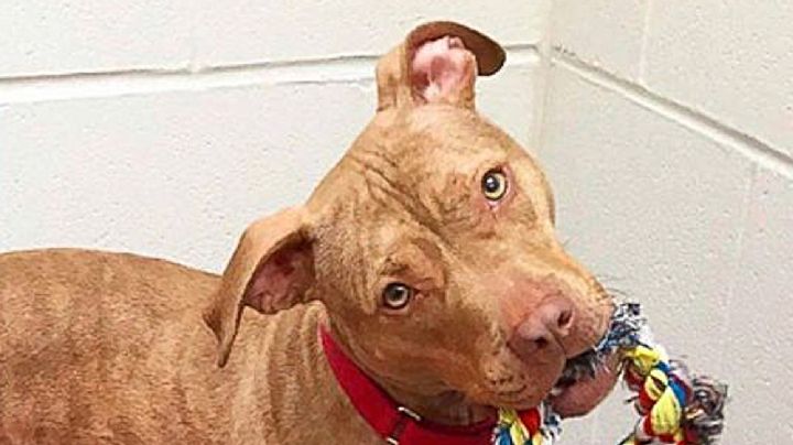 VIDEO: Perrito tiende su cama para que lo adopten y vean que no es agresivo