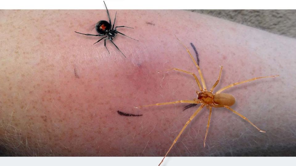 Dos especies comunes en la región, araña violinista y viuda negra