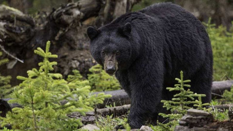 Joven mujer enfrenta a un oso para defender a sus perros