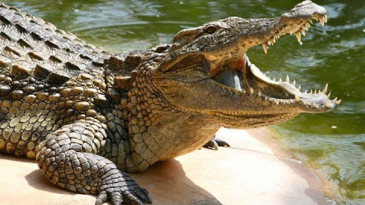 VIDEO: Mujer es arrastrada y ahogada por cocodrilo en laguna del carpintero en Tampico