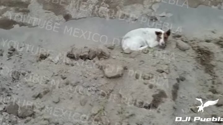 ¡Cero y van 3! Dron capta otro perrito en socavón de Puebla