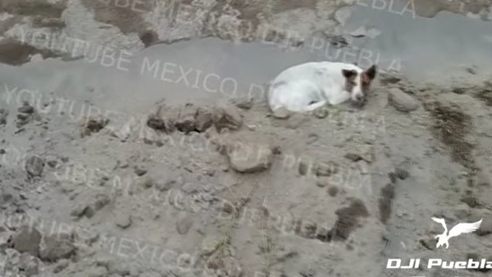 El animal espera, en una zona alta, a que alguien pueda ayudarlo a salir.