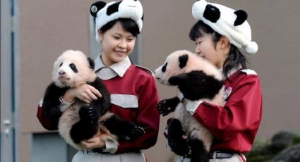 Reportan insólito nacimiento de pandas gemelos en un zoológico de Japón