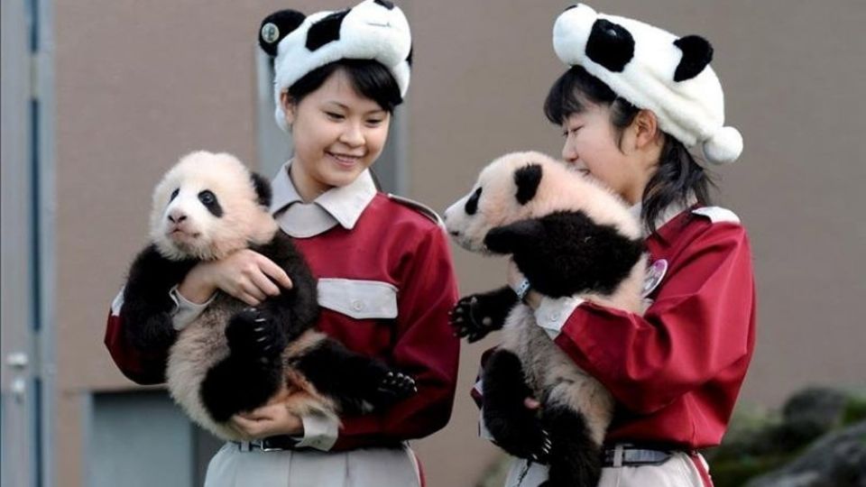 Fue la panda Shin Shin de 15 años quien dio a luz a los pandas gemelos en el zoológico más antiguo de Japón