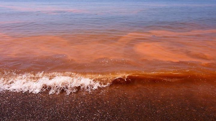 Detectan presencia de Marea Roja en playas de Oaxaca