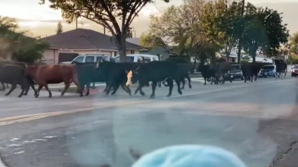 Algunos vecinos se refugiaron en sus autos para evitar confrontar a la manada.