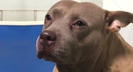 VIDEO de Pitbull que llora de tristeza en refugio cuando le arrebatan a sus cachorros